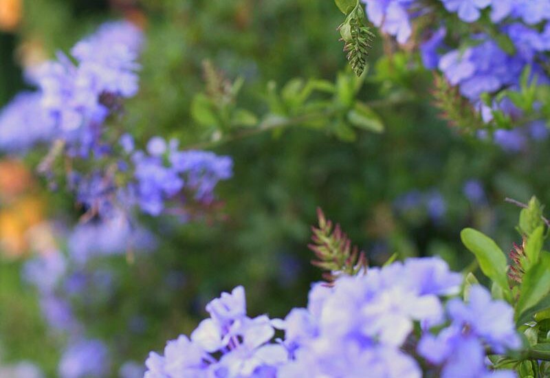 Blue Flower Detail